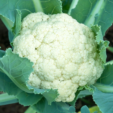 Cauliflower Goodman - (Brassica Oleracea Botrytis) Seeds