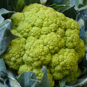 Cauliflower Macerata - (Brassica Oleracea Botrytis) Seeds