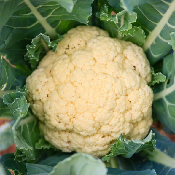 Cauliflower Olympic - (Brassica Oleracea Botrytis) Seeds