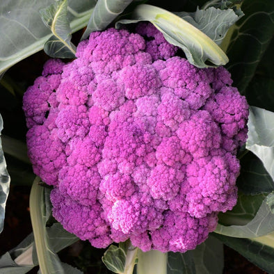 Cauliflower Purple Of Sicily - (Brassica Oleracea Botrytis) Seeds