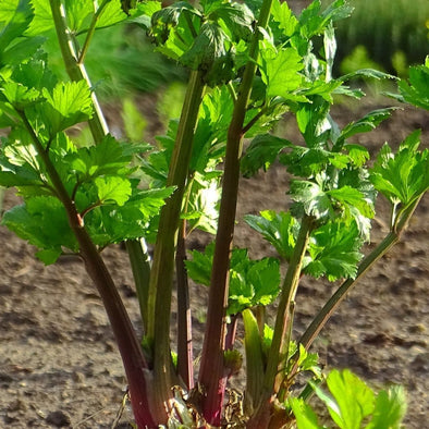 Celery Redventure - (Apium Graveolens) - Ossi Seeds