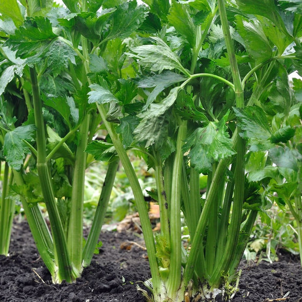 Celery Tall Utah 52/70 - (Apium Graveolens) Seeds