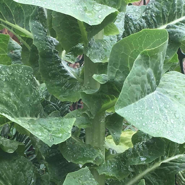 Celtuce Spring Tower - (Lactuca Sativa Asparagina) Seeds