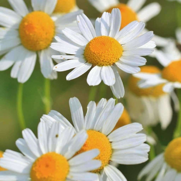Chamomile German - (Matricaria Recutita) Seeds