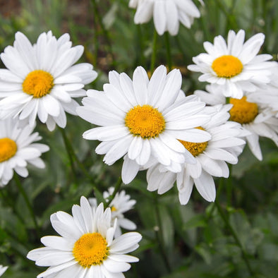 Chamomile Roman - (Chamaemelum Nobile) Seeds