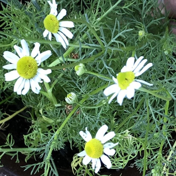 Chamomile Zloty Lan - (Matricaria Recutita) Seeds