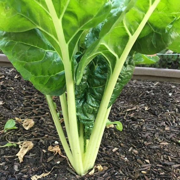 Chard Lucullus - (Beta Vulgaris Flavescens) Seeds
