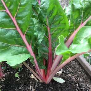 Chard Magenta Sunset - (Beta Vulgaris Flavescens) Seeds