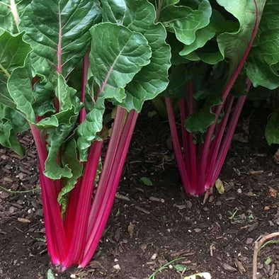 Chard Pink Lipstick - (Beta Vulgaris Flavescens) Seeds