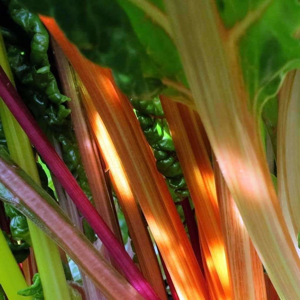 Chard Rainbow - (Beta Vulgaris Flavescens) Seeds