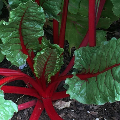 Chard Rhubarb Red - (Beta Vulgaris Flavescens) Seeds
