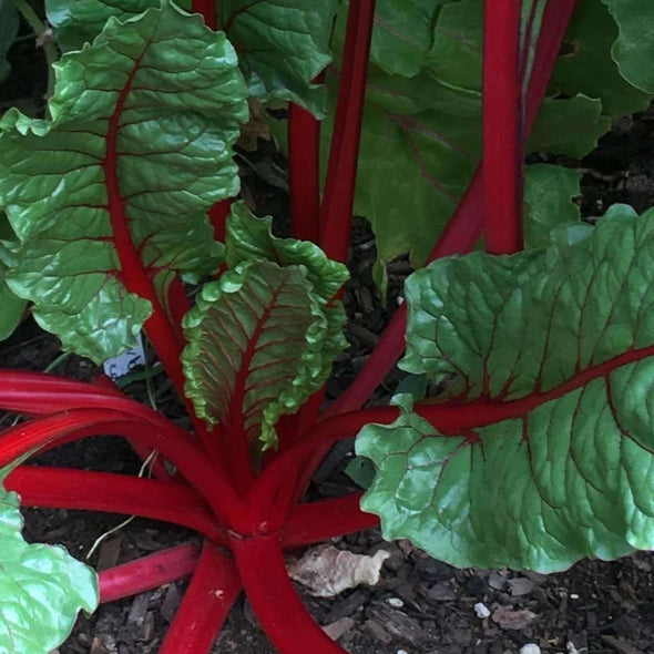 Chard Rhubarb Red - (Beta Vulgaris Flavescens) Seeds