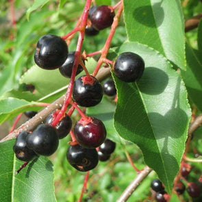 Cherry Black - (Prunus Serotina) Seeds