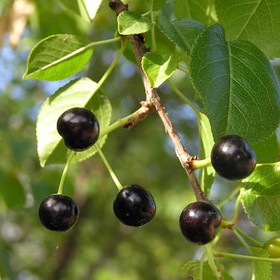 Cherry Mahaleb - (Prunus Mahaleb) Seeds