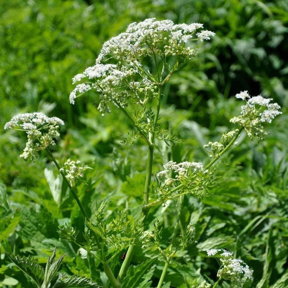 Chervil Common - (Anthriscus Cerefolium) Seeds