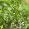 Chervil Common - (Anthriscus Cerefolium) Seeds