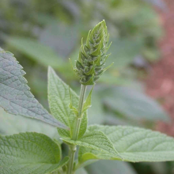 Chia - (Salvia Hispanica) Seeds