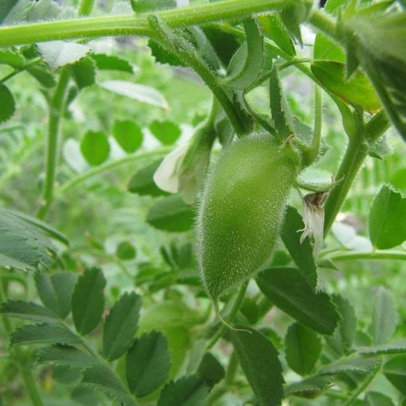 Chickpea Garbanzo - (Cicer Arietinum) Seeds