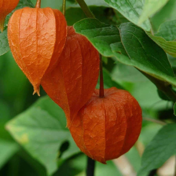 Chinese Lantern - (Physalis Alkekengi) Seeds