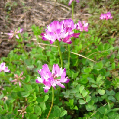 Chinese Milkvetch - (Astragalus Sinicus) Seeds