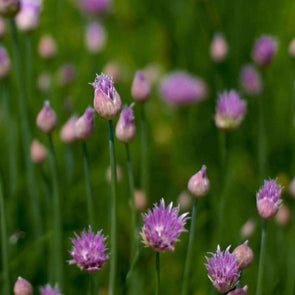 Chives - (Allium Schoenoprasum) Seeds