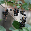 Chokecherry Black - (Prunus Virginiana) Seeds