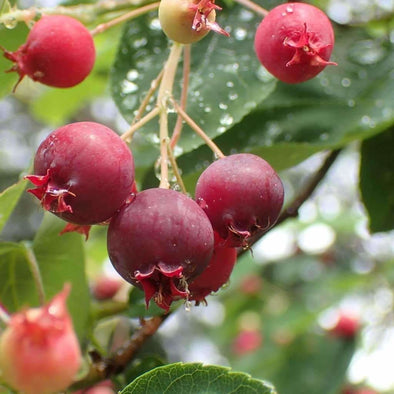 Chuckleberry - (Amelanchier Canadensis) Seeds