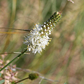 Clover Prairie (White) - (Dalea Candida) Seeds
