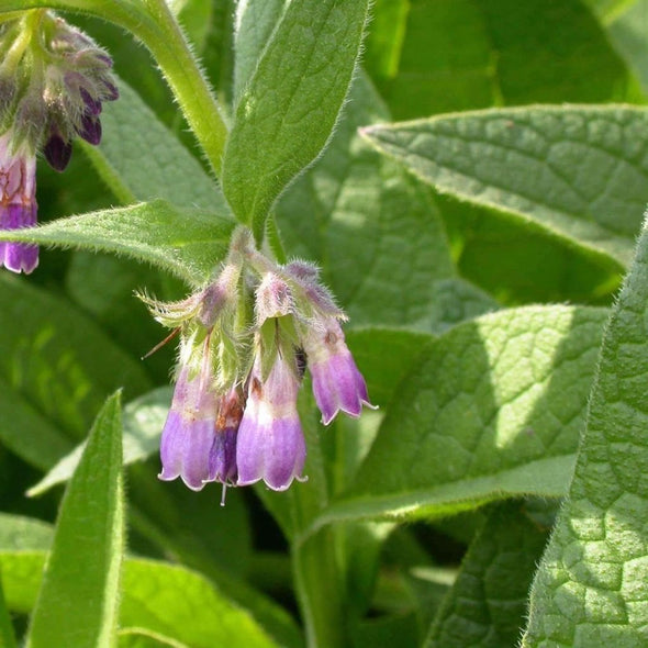 Comfrey - (Symphytum Officinale) Seeds