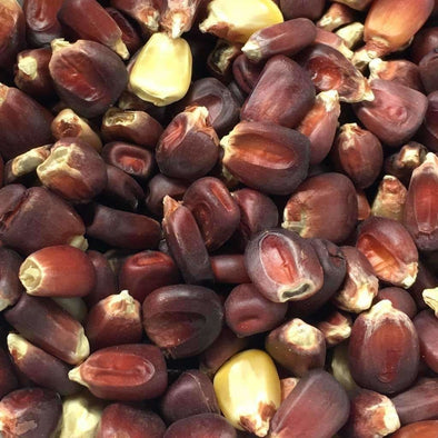 Corn (Dent) Bloody Butcher - (Zea Mays) Seeds
