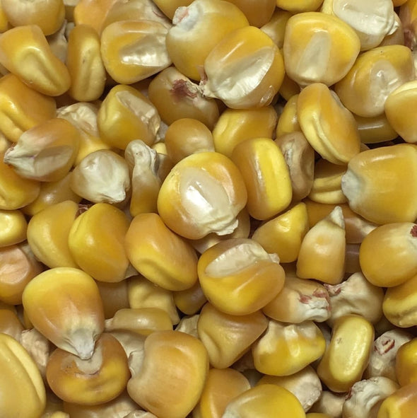 Corn (Dent) Nothstine - (Zea Mays) Seeds
