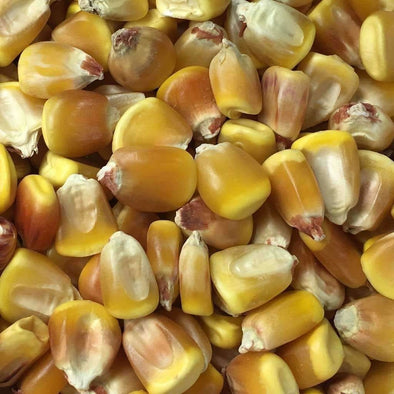 Corn (Dent) Truckers Favorite (Yellow) - (Zea Mays) Seeds