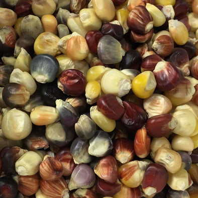 Corn (Flint) Indian - (Zea Mays) Seeds
