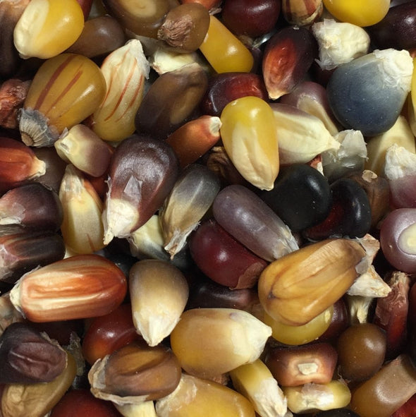 Corn (Popping) Calico - (Zea Mays) Seeds