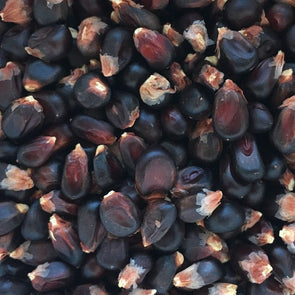 Corn (Popping) Dakota Black - (Zea Mays) - Ossi Seeds