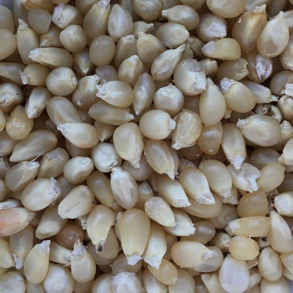 Corn (Popping) Japanese Hulless - (Zea Mays) Seeds