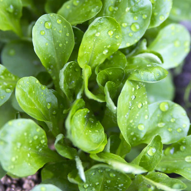 Corn Salad Common - (Valerianella Locusta) Seeds