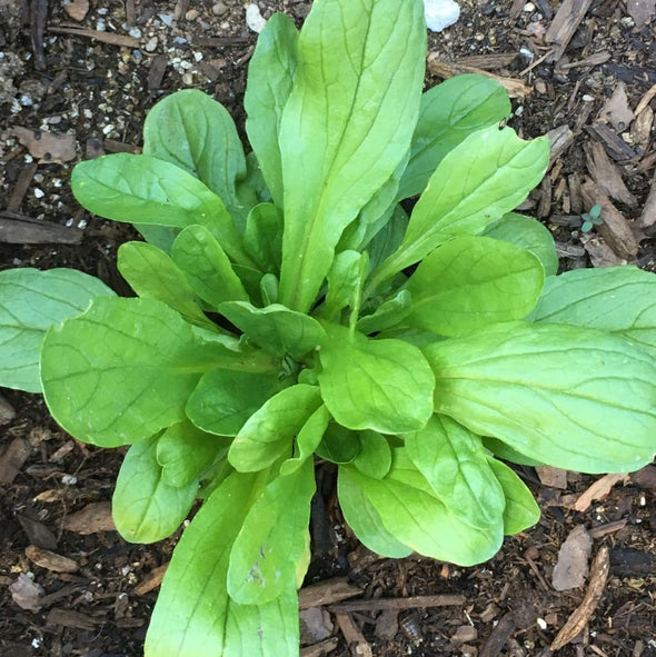 Corn Salad Dutch - (Valerianella Locusta) Seeds