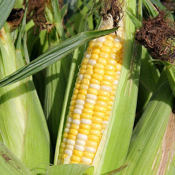 Corn (Sweet) Double Standard - (Zea Mays) Seeds