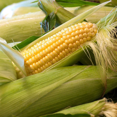 Corn (Sweet) Top Hat (Yellow) - (Zea Mays) - Ossi Seeds