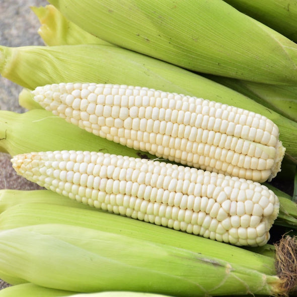 Corn (Sweet) Tuxana (White) - (Zea Mays) - Ossi Seeds
