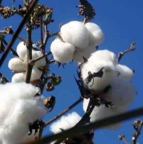 Cotton American Upland - (Gossypium Hirsutum) Seeds