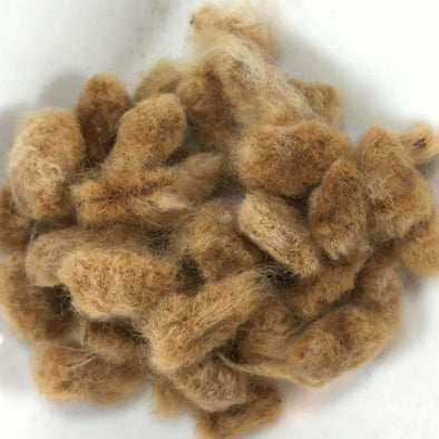 Cotton Mississippi Brown - (Gossypium Hirsutum) Seeds