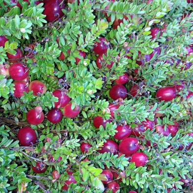 Cranberry - (Vaccinium Macrocarpon) Seeds