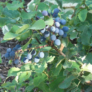 Creeping Oregan Grape - (Mahonia Repens) Seeds