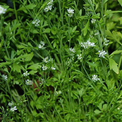 Cress Garden - (Lepidium Sativum) Seeds