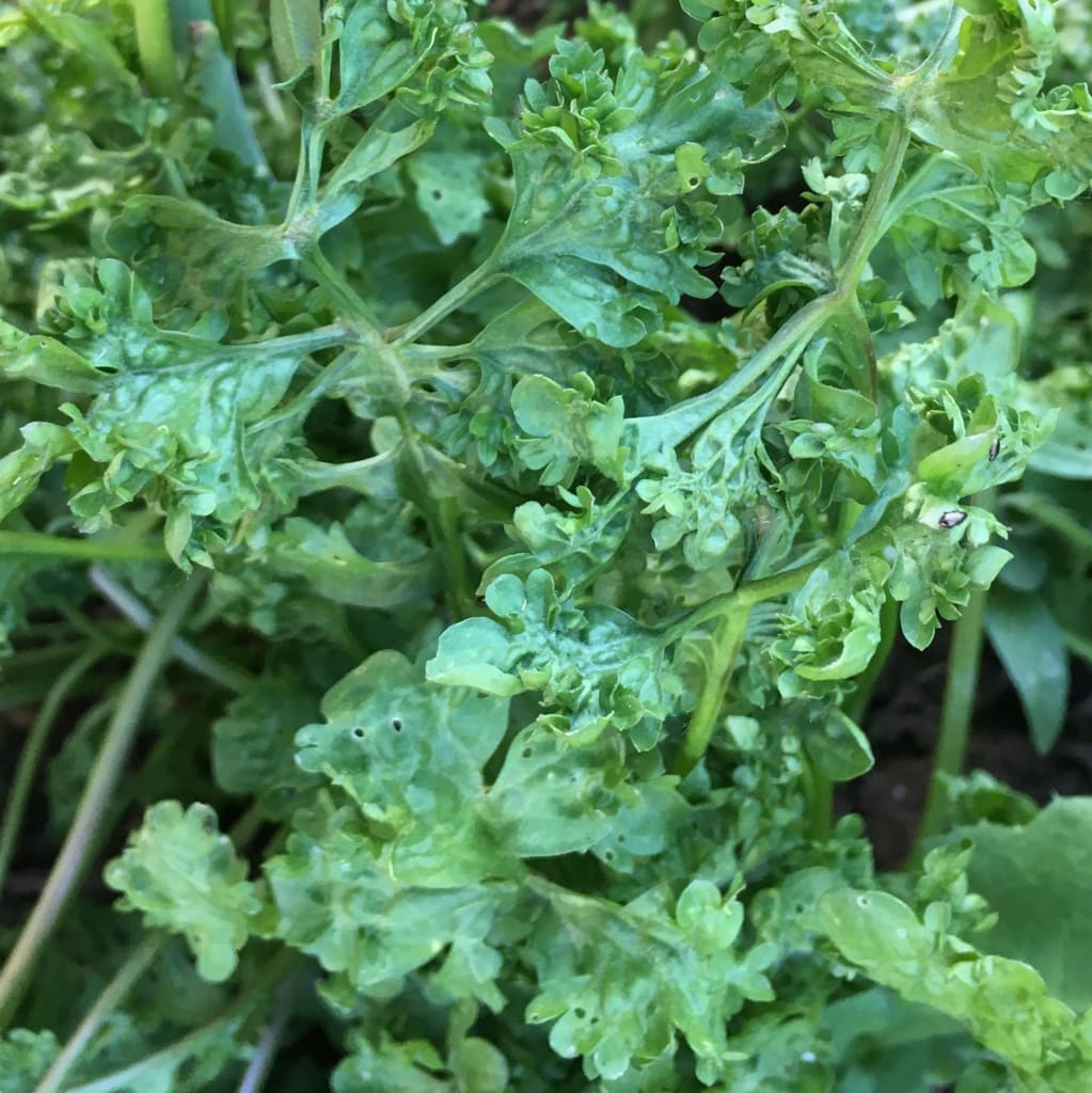 Cress, Curled Peppercress or Garden Cress (Lepidium sativum