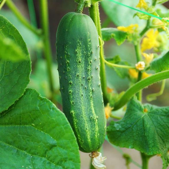 Cucumber Ashley - (Cucumis Sativus) Seeds