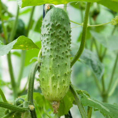 Cucumber Boston Pickling - (Cucumis Sativus) Seeds