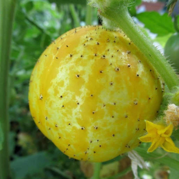 Cucumber Lemon - (Cucumis Sativus) Seeds
